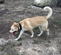 Doggert - Photo 8