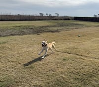 Doggert - Photo 7
