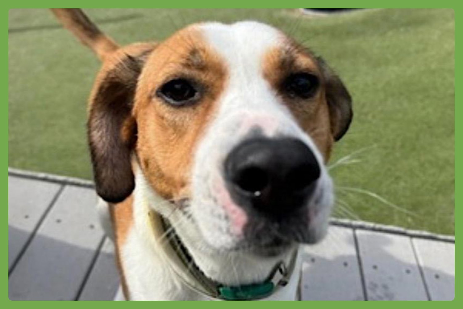 GRACIE MAE - Treeing Walker Coonhound / Hound available for adoption