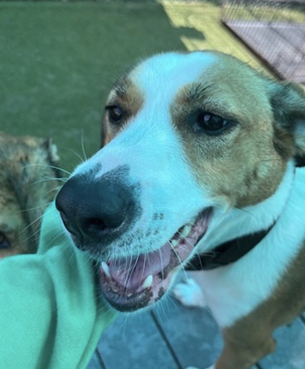 GRACIE MAE - Treeing Walker Coonhound / Hound available for adoption