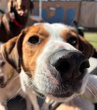 Gracie Mae - Photo 4