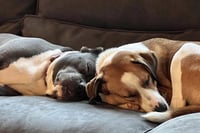 Gracie Mae - Photo 7