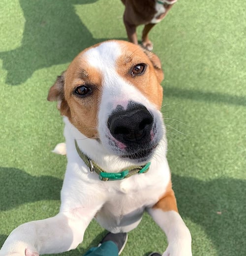 GRACIE MAE - Treeing Walker Coonhound / Hound available for adoption