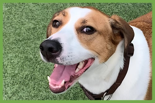 GRACIE MAE - Treeing Walker Coonhound / Hound available for adoption