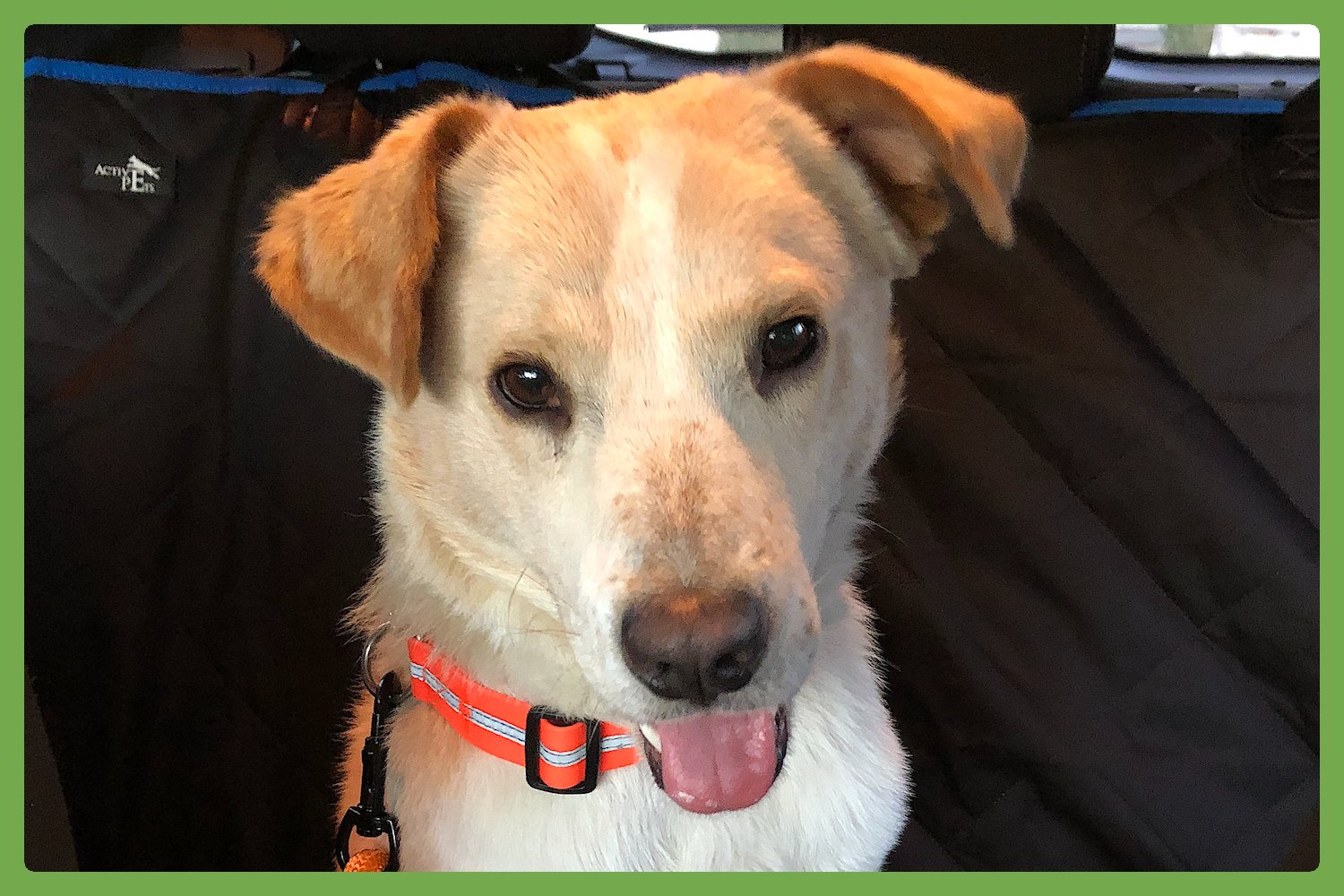 JUJU - Unknown available for adoption