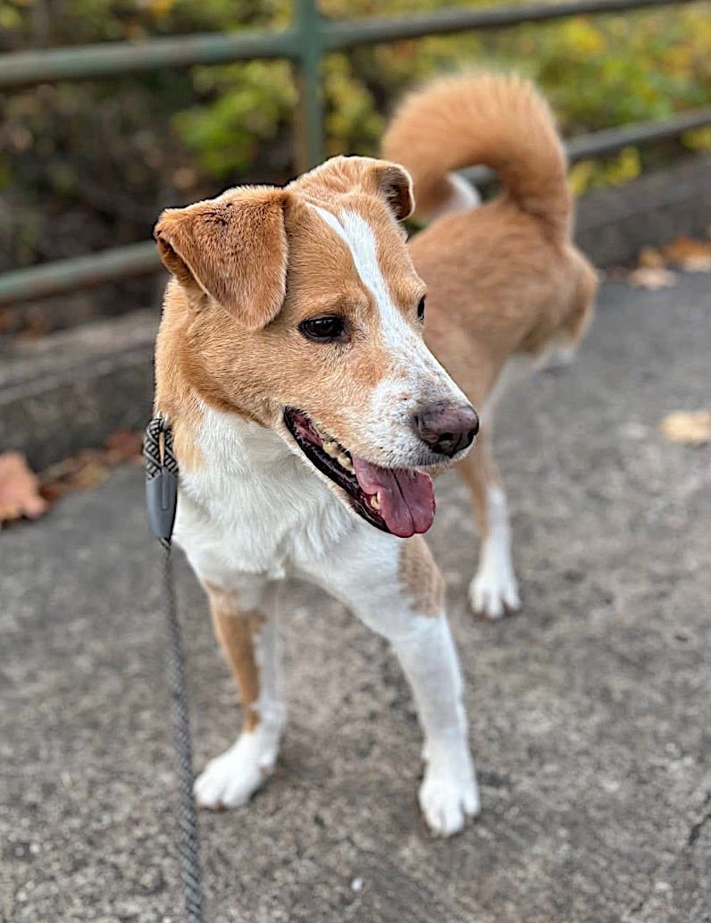 JUJU - Unknown available for adoption