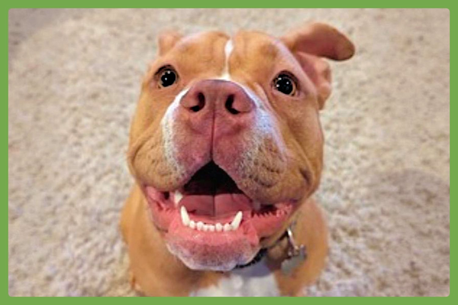 LILY - English Bulldog / American Pit Bull Terrier available for adoption