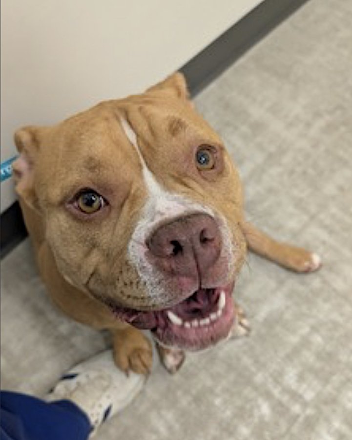 LILY - English Bulldog / American Pit Bull Terrier available for adoption