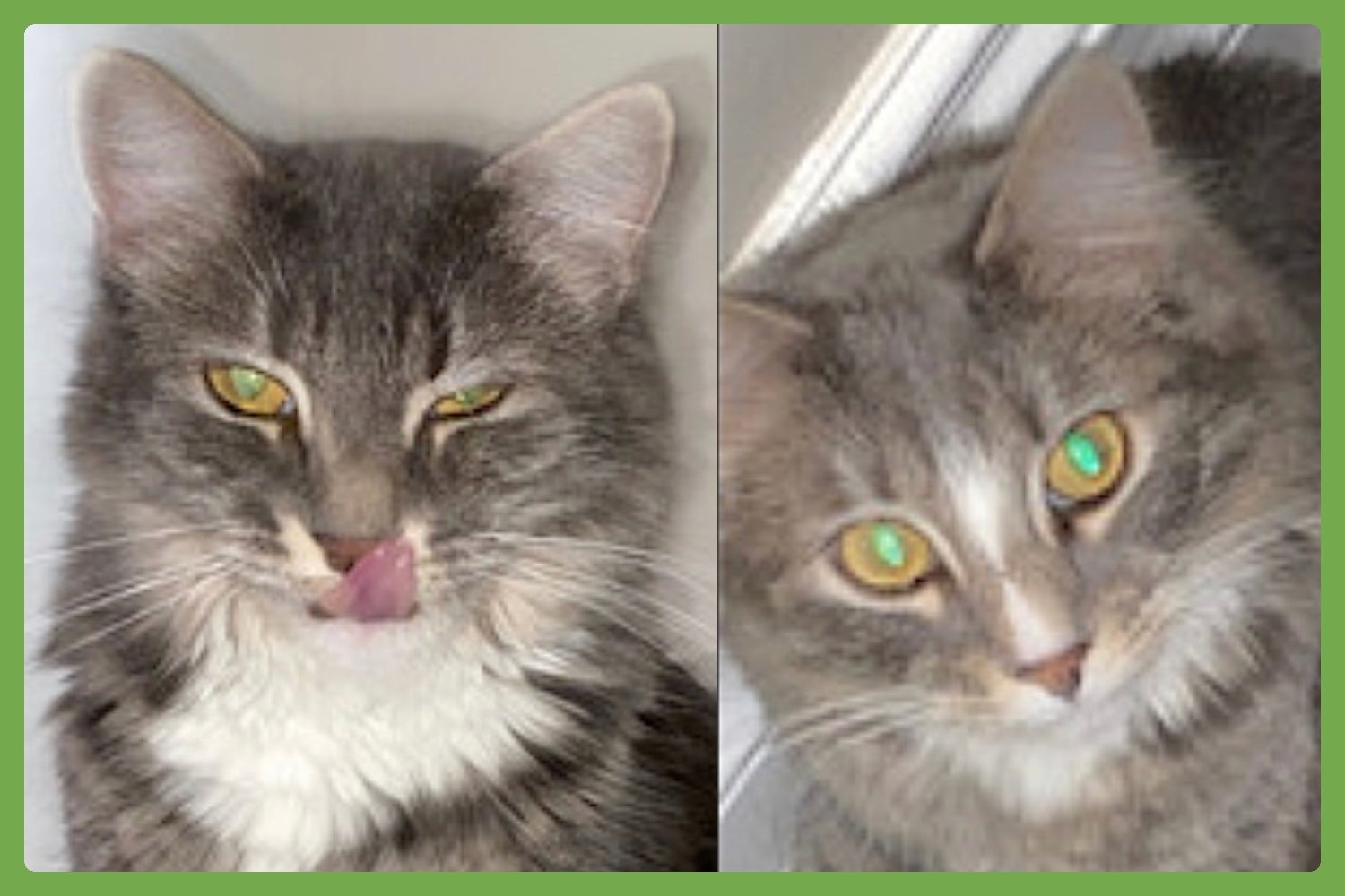 PEPPER AND SALT - Domestic Long Hair available for adoption
