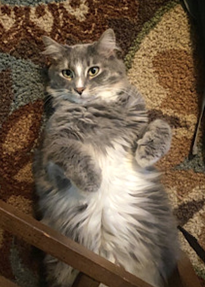 PEPPER AND SALT - Domestic Long Hair available for adoption