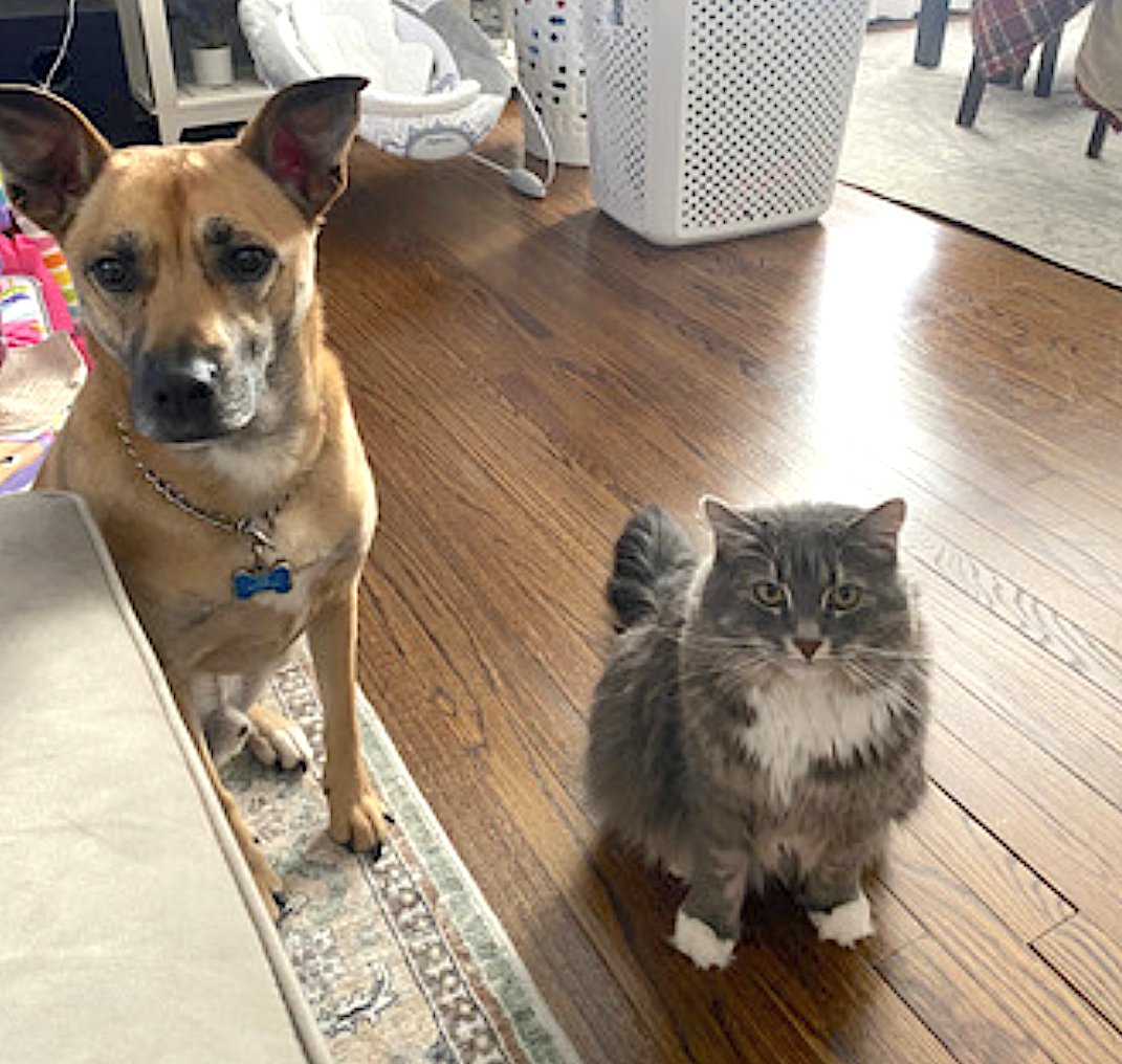 Pepper and Salt - Photo 4