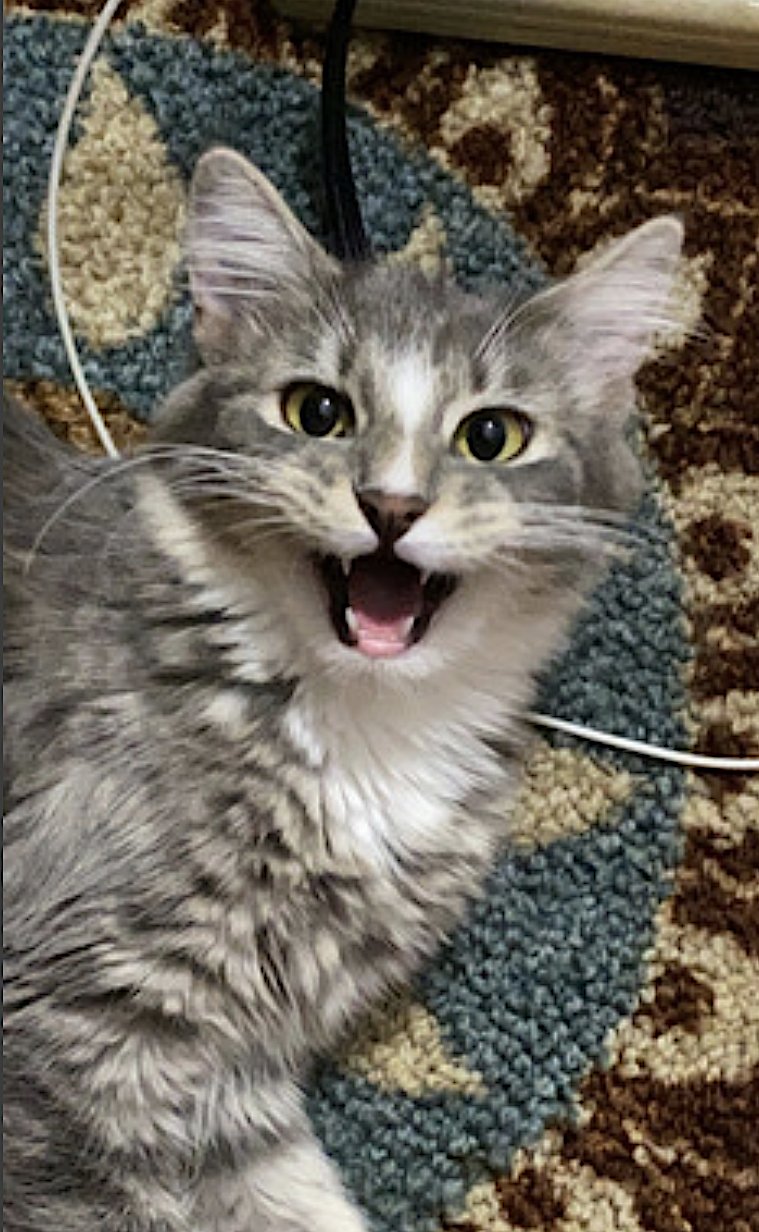 Pepper and Salt - Photo 5