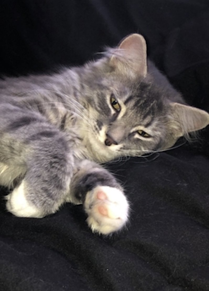 Pepper and Salt - Photo 6