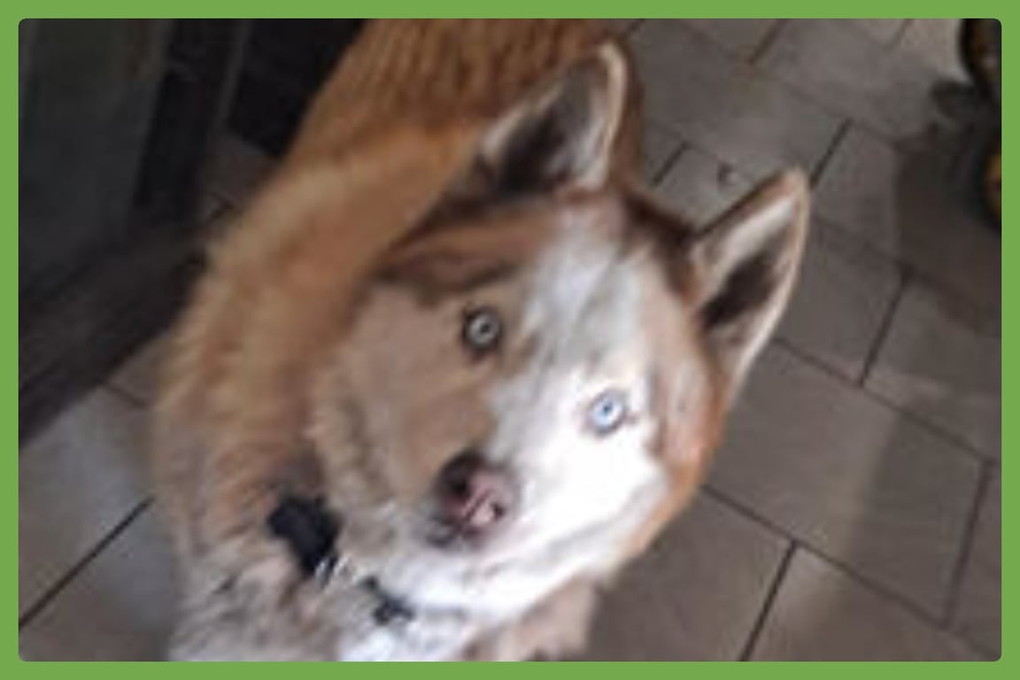 Wolf Image