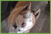 Wolf - Photo 1