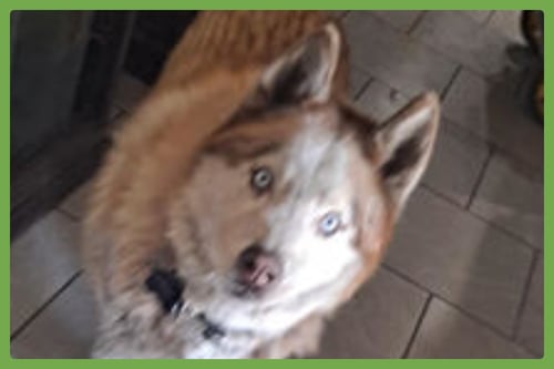 WOLF - Siberian Husky available for adoption