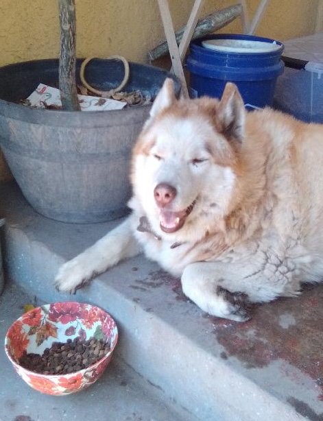 WOLF - Siberian Husky available for adoption