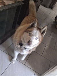 Wolf - Photo 3