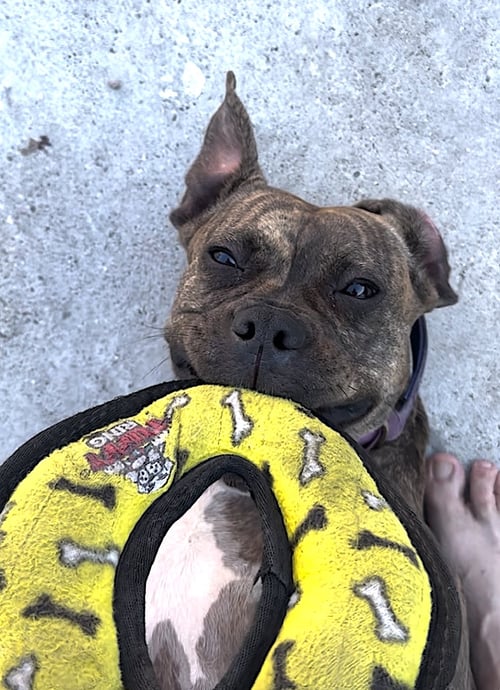 BLU - Boxer / American Pit Bull Terrier available for adoption
