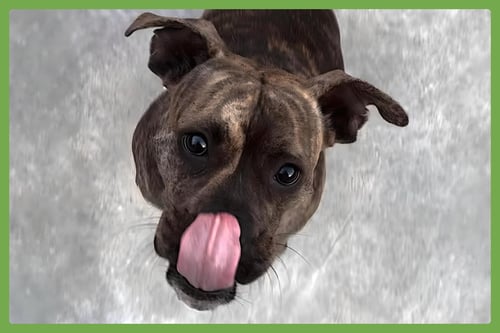BLU - Boxer / American Pit Bull Terrier available for adoption