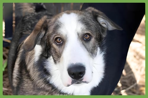 MERLIN - Siberian Husky / Shepherd available for adoption