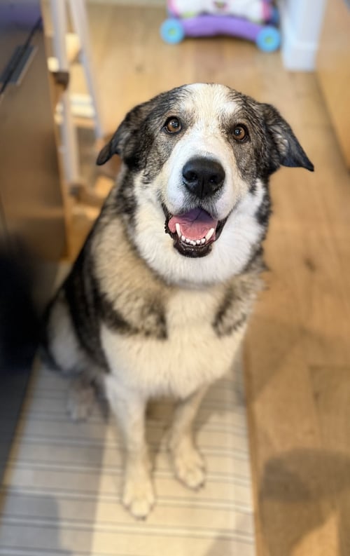 MERLIN - Siberian Husky / Shepherd available for adoption