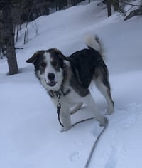 Merlin - Photo 3
