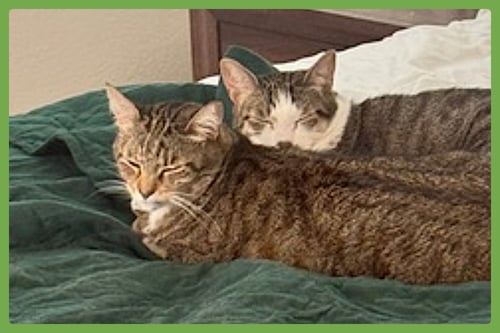 DAISY AND DUKE - Domestic Short Hair for adoption in Springfield