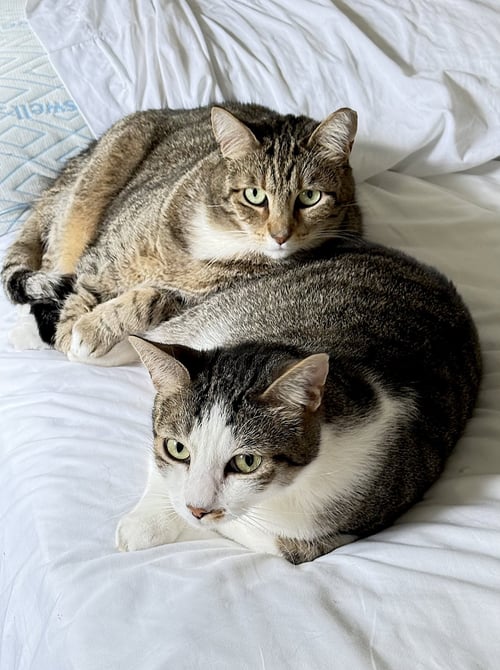DAISY AND DUKE - Domestic Short Hair available for adoption
