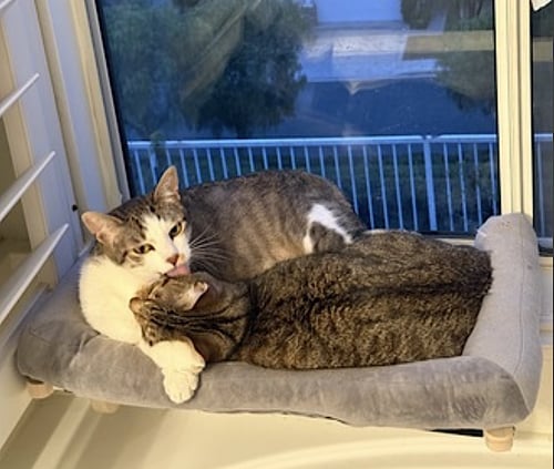 DAISY AND DUKE - Domestic Short Hair available for adoption