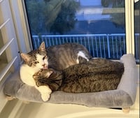 Daisy and Duke - Photo 6