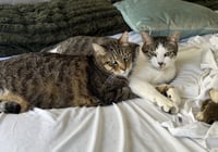 Daisy and Duke - Photo 9