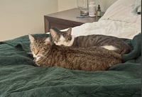 Daisy and Duke - Photo 5