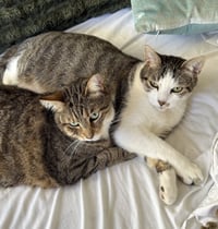 Daisy and Duke - Photo 4