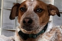 Tex - Photo 5