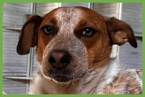 TEX - Australian Cattle Dog/Blue Heeler / Cattle Dog available for adoption