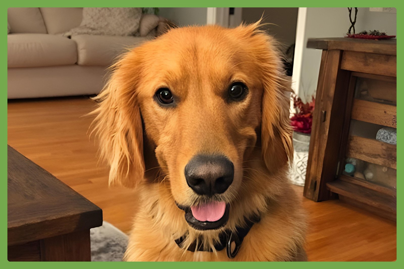 DJ - Golden Retriever available for adoption