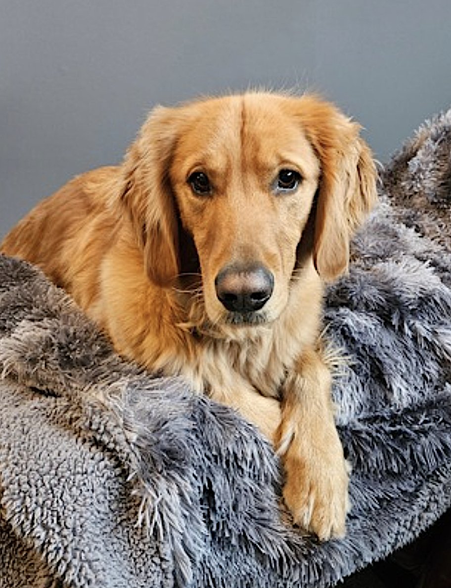 DJ - Golden Retriever available for adoption