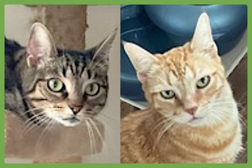 KENDALL AND JACKSON - Domestic Short Hair available for adoption
