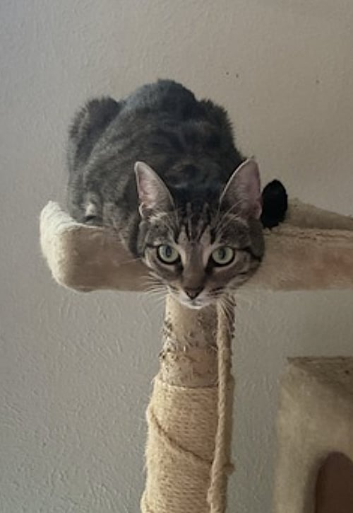 KENDALL AND JACKSON - Domestic Short Hair available for adoption