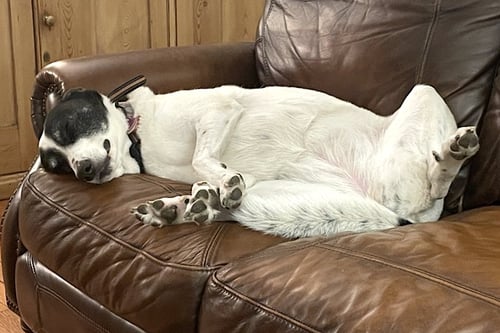 HJERTE - Maremma Sheepdog / Australian Kelpie available for adoption