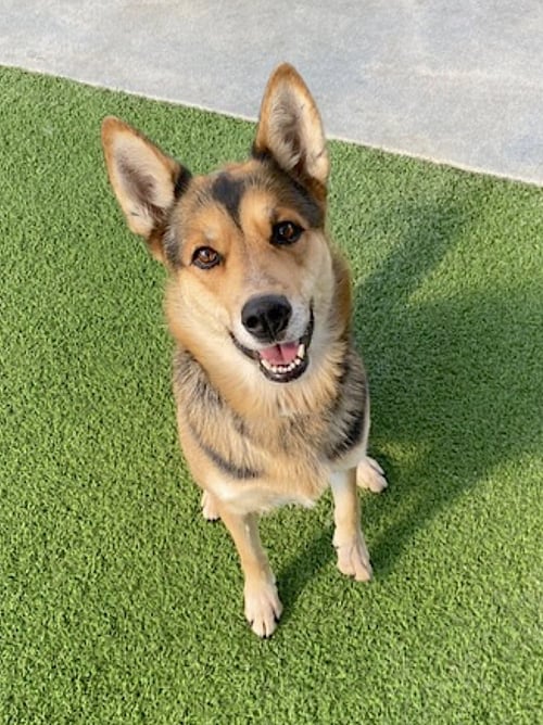 TORI - German Shepherd Dog / Siberian Husky available for adoption