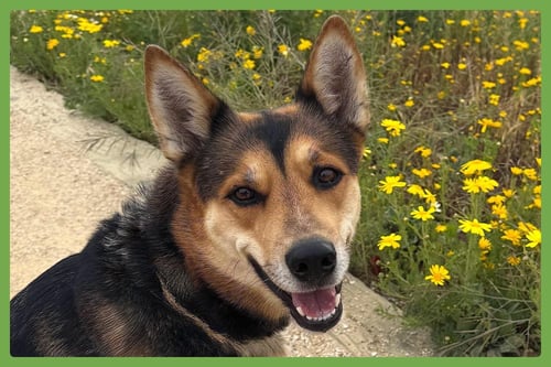 TORI - German Shepherd Dog / Siberian Husky available for adoption