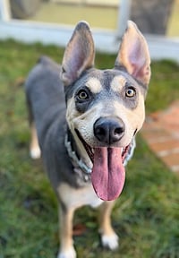Sadie - Photo 3