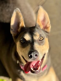 Sadie - Photo 9