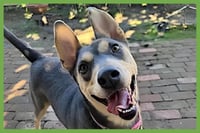 Sadie - Photo 1