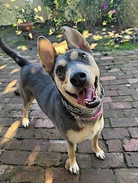 Sadie - Photo 11