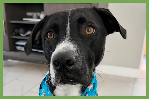 BLUE - American Pit Bull Terrier / Labrador Retriever available for adoption