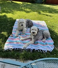 Daisy and Ziggy - Photo 9