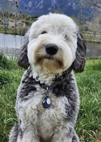 Daisy and Ziggy - Photo 10